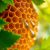 Propolis na trądzik – jak działa i jak go stosować?
