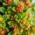 Żyworódka (Kalanchoe) – właściwości, zastosowanie i bezpieczeństwo