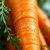 Marchew – zdrowotne właściwości i korzyści dla organizmu